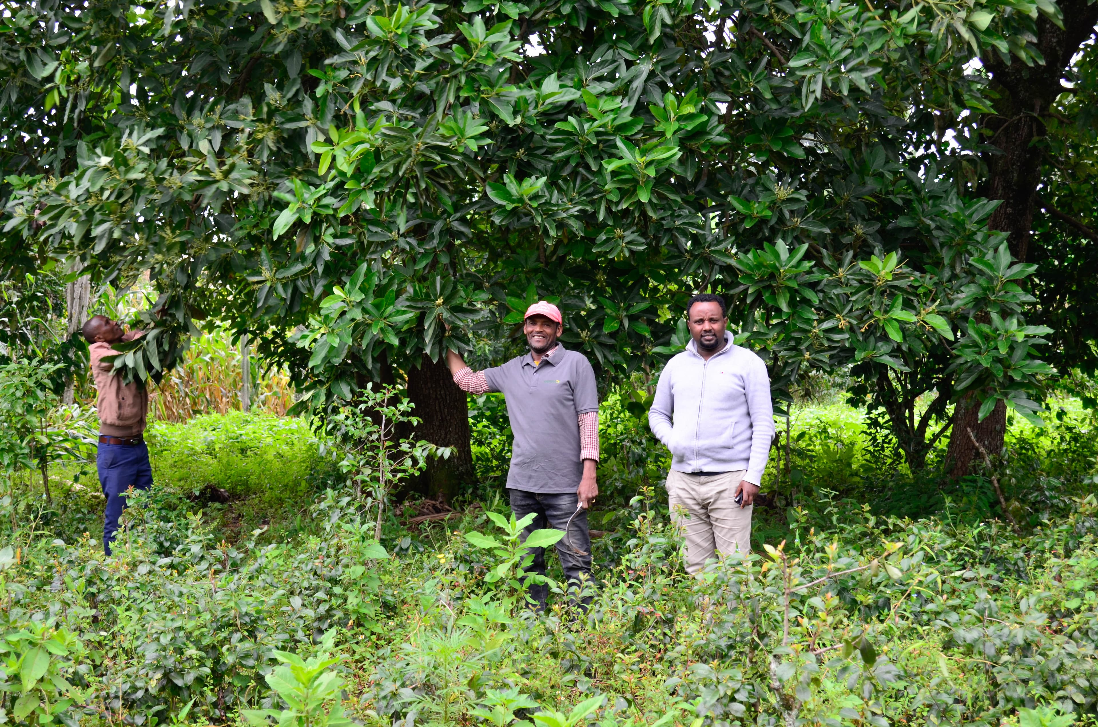 Organic avocado oil sourcing and processing in Ethiopia